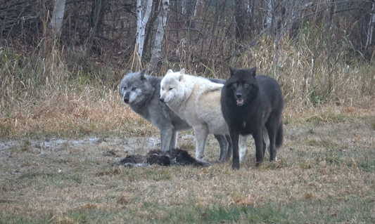 A Wildly Romantic Getaway: Our 15th Anniversary at Cedar Meadows Resort